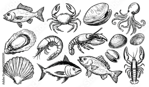 Vintage seafood illustration collection, isolated vector set