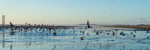 Western Sandpiper, Dunlins, and Plovers flying along the Washington Coast during Spring Migration.