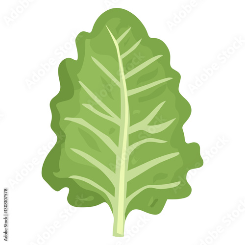 Lettuce leaf illustration vegetable produce vector
