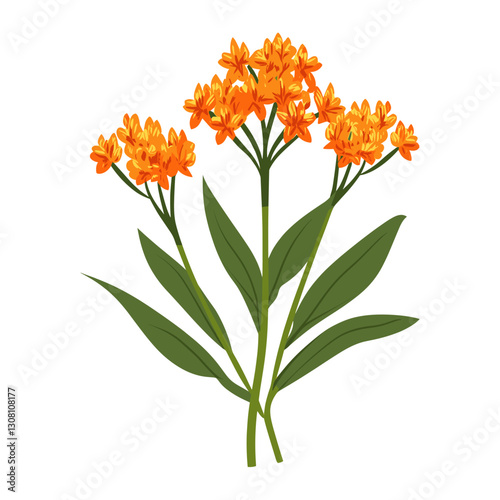 A Butterfly weed wildflower clip art illustration design asteraceae vector