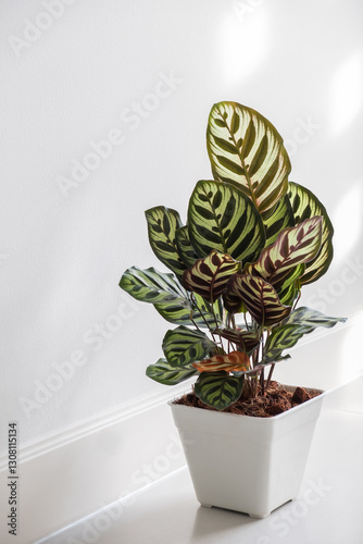 Calathea roseopicta, the rose-painted calathea house plant decor in living room