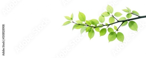 Wallpaper Mural A solitary tree branch with leaves isolated on white background, calm, branches, peaceful Torontodigital.ca
