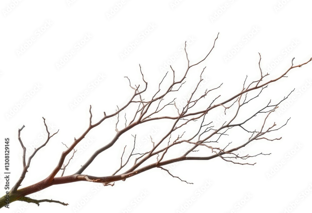 Bare, twisted branches isolated on pure white background, pattern, element Bare, twisted branches isolated on pure white background, pattern, element
