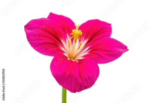 A vibrant single bloom, petals unfurled, set against a pure white backdrop, plant, floral