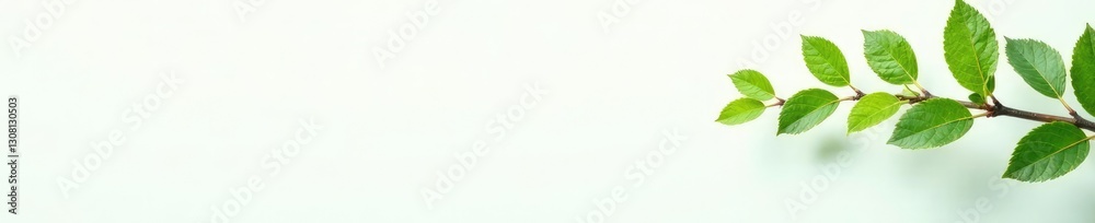 Fototapeta premium Delicate thin branches and leaves on a white background, green, nature, tree