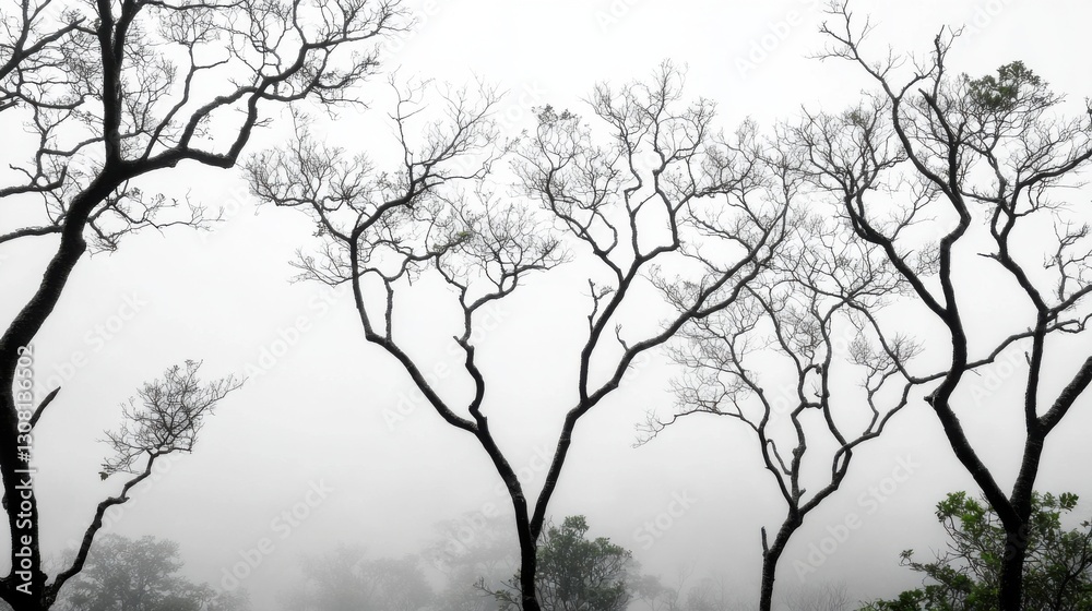 Fototapeta premium Silhouette of leafless trees in a misty forest, creating a moody and atmospheric scene.