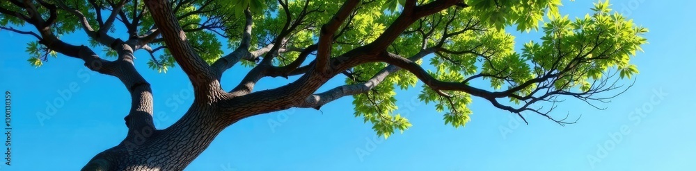 Fototapeta premium Tree with gnarled branches against clear blue sky, tree, sunlight