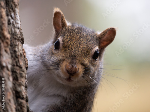 Extreme Close Up of the Face of an Eastern Gray Squirrel Looking at the Camera