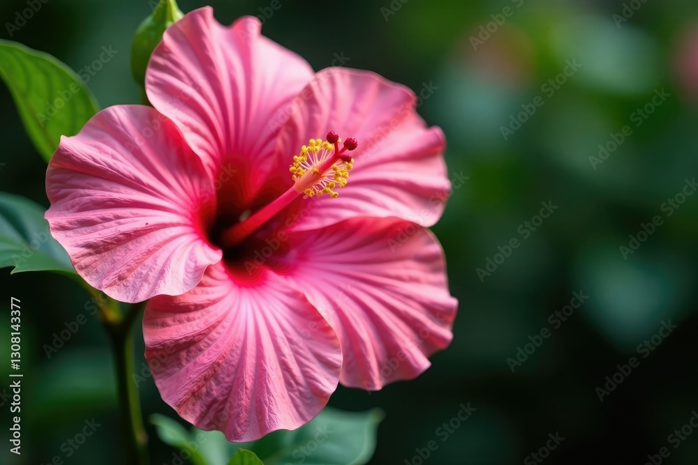 Large pink hibiscus flower with intricate petals in full bloom, blooms, bloom, nature