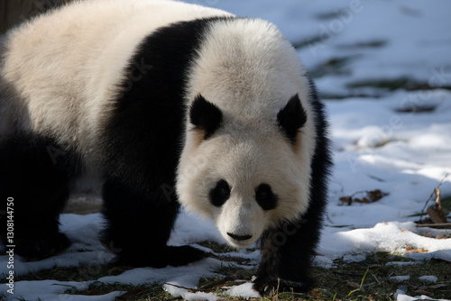 giant panda 