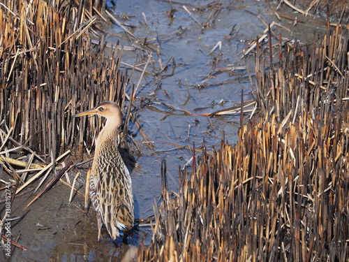 wild king rail (Rallus elegans) in the marsh