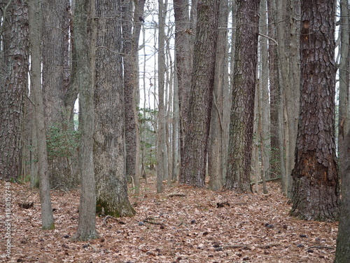 beautiful forest at the end of winter