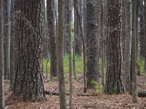 beautiful forest at the end of winter