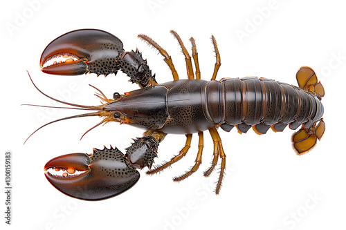 lobster isolated on white photo