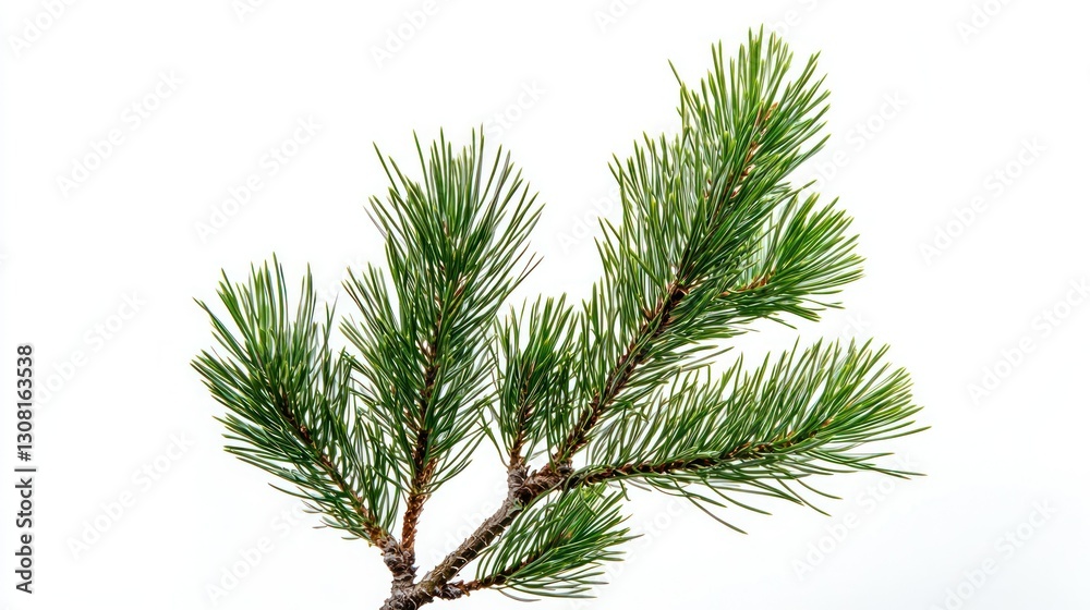 A pine tree isolated against a white background, showcasing its details. A pine tree isolated against a white background, showcasing its details.
