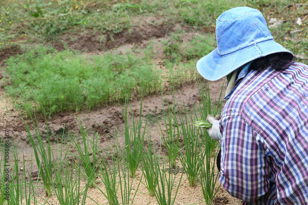 Gardener Tending to Fresh Green Onions in the Field