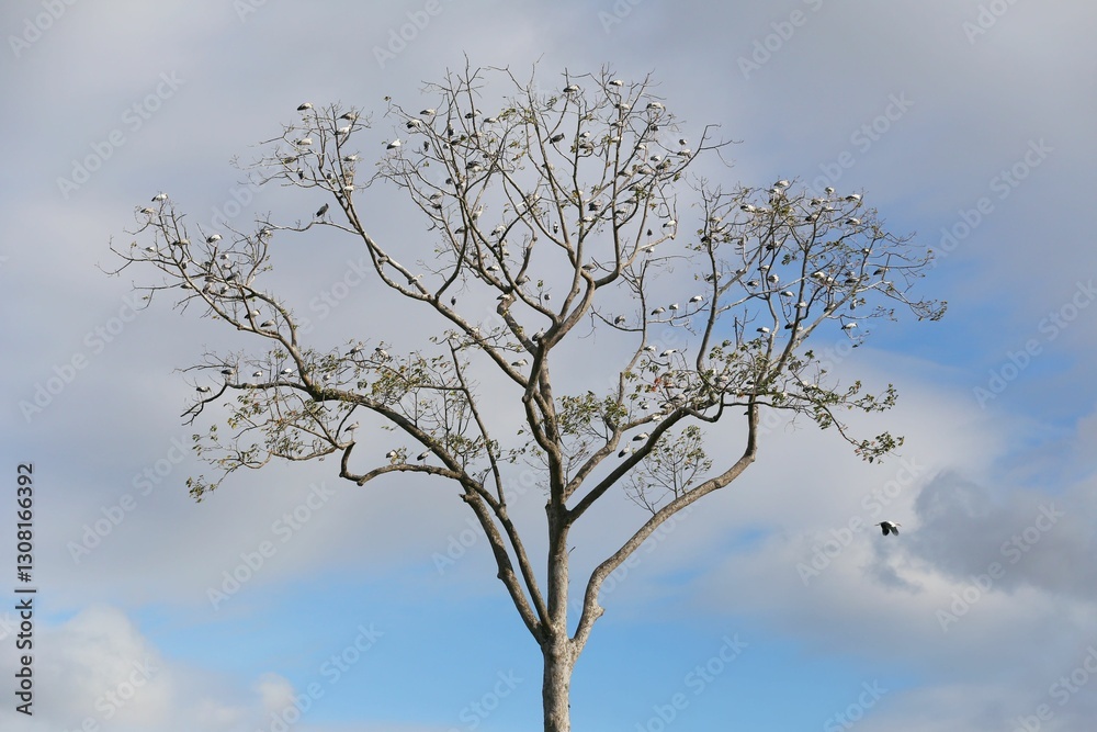 Many Asian Openbill were sitting on the branches of a large tree that didn't have many leaves.
