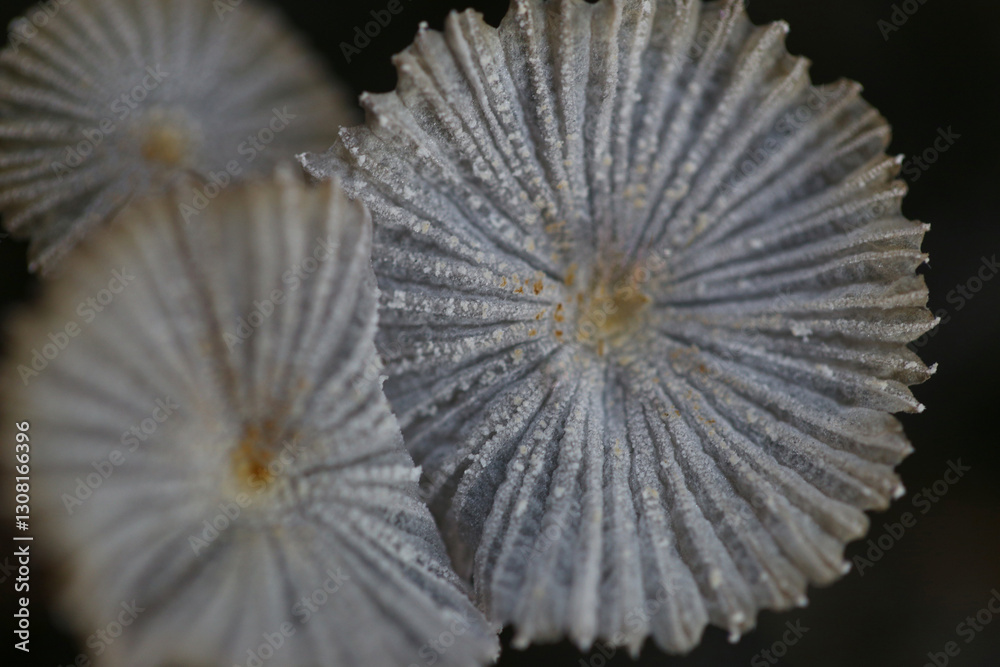 Poisonous Delicate Fungi with Intricate Caps in Nature