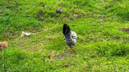 Vibrant Rooster and Tiny Chick Roaming a Lush Green Pasture in the Countryside