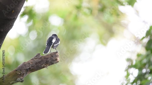 Wallpaper Mural Bird (Oriental magpie-robin or Copsychus saularis) female black, gray and white color perched on a tree in a nature wild Torontodigital.ca