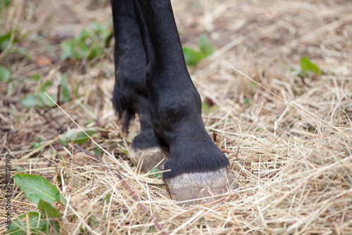 Horse with a gall swelling at the fetlock joint. Edema and fluid accumulation in the leg after an injury and inflammation. Lameness and treatment in horses