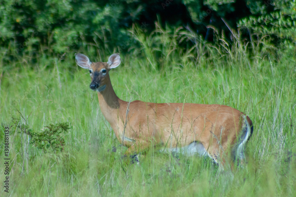 Obraz premium white tailed deer