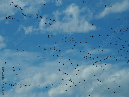 canada geese (Branta canadensis) flock