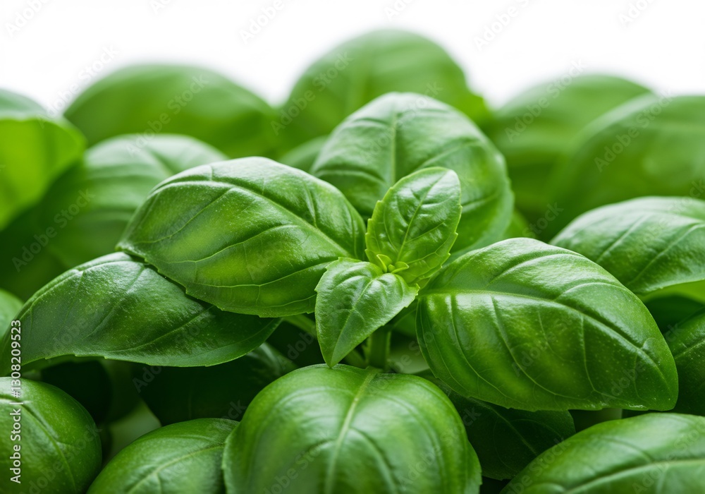 Vibrant green basil leaves gleam brightly. AI Generated Vibrant green basil leaves gleam brightly. AI Generated