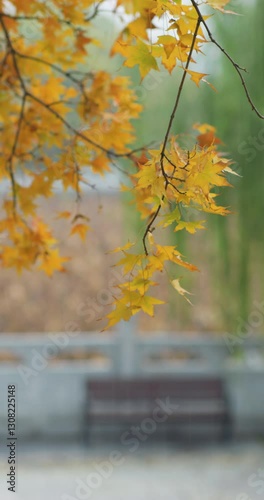 A park in the autumn rain