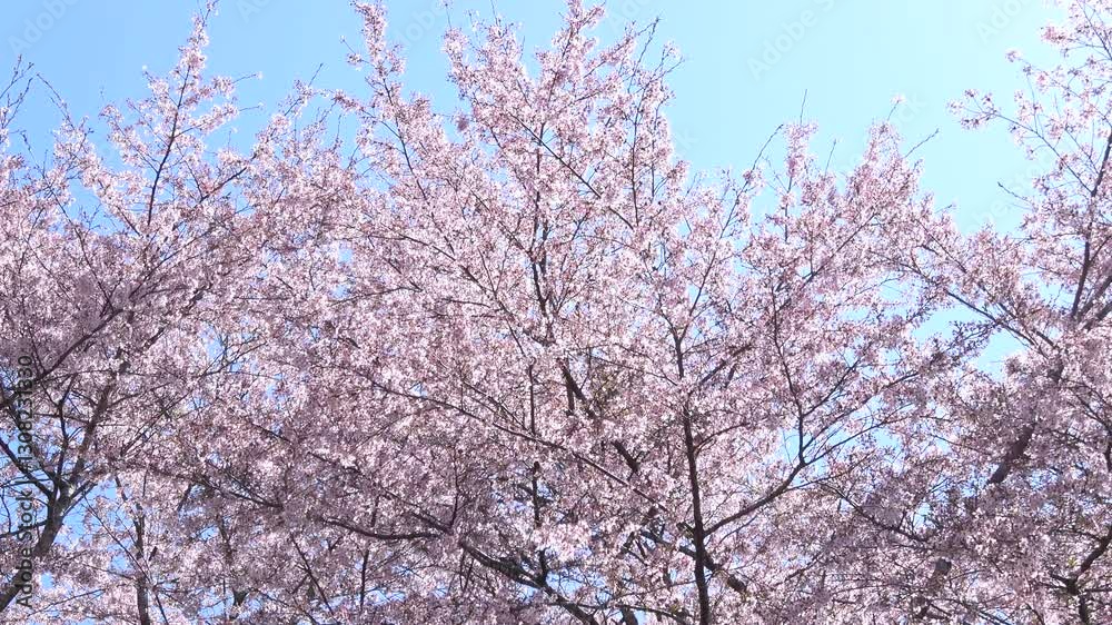 風で舞い散る満開の桜の花びらと青空のスローモーション 4K 風で舞い散る満開の桜の花びらと青空のスローモーション 4K