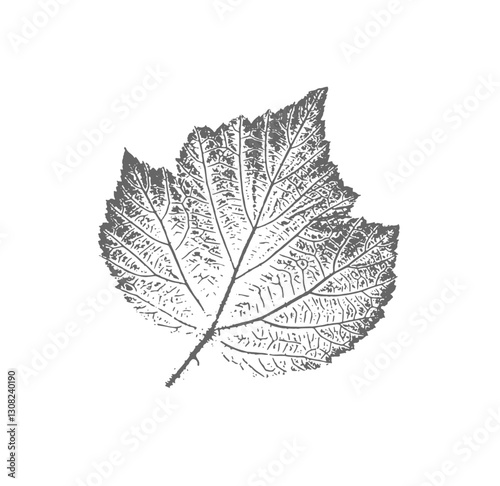 Gray and white leaf print stamp of botanical leaves and stem. Plain leaf sketched art background.
