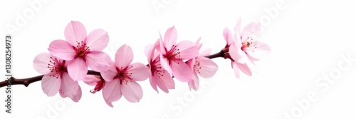 Tilted pink spring blossom branch, isolated Delicate petals, white background , elegant, image