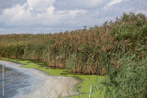 Waterline Wild Grass