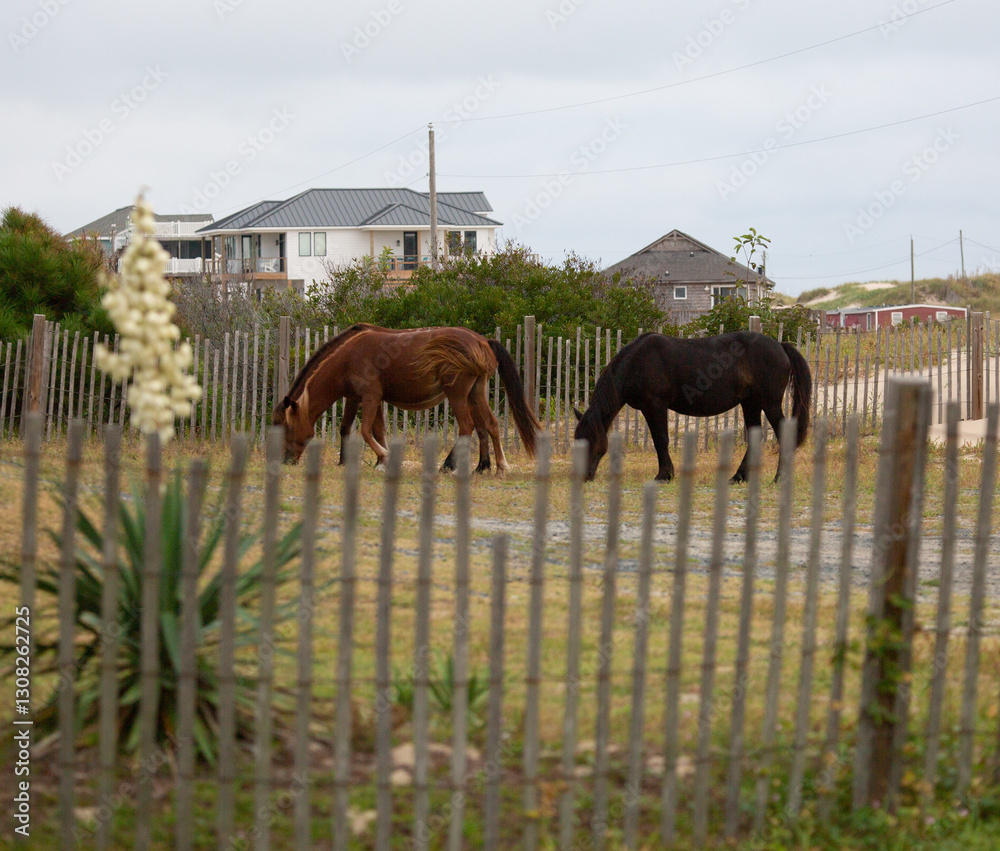 Naklejka premium Wild Horses in the Outer Banks