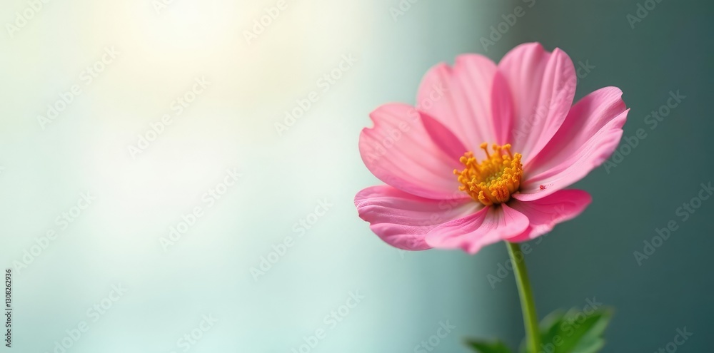 Single flower with soft focus on white background, blur, calming Single flower with soft focus on white background, blur, calming