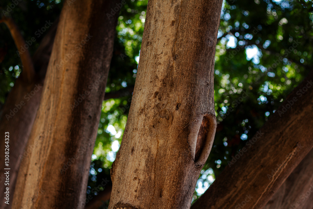 Fototapeta premium Árbol al aire libre en día soleado