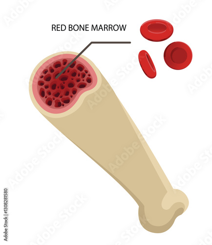 Red Bone Marrow Illustration