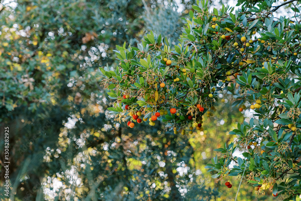 Red and yellow fruits on a strawberry tree among dense green foliage Red and yellow fruits on a strawberry tree among dense green foliage
