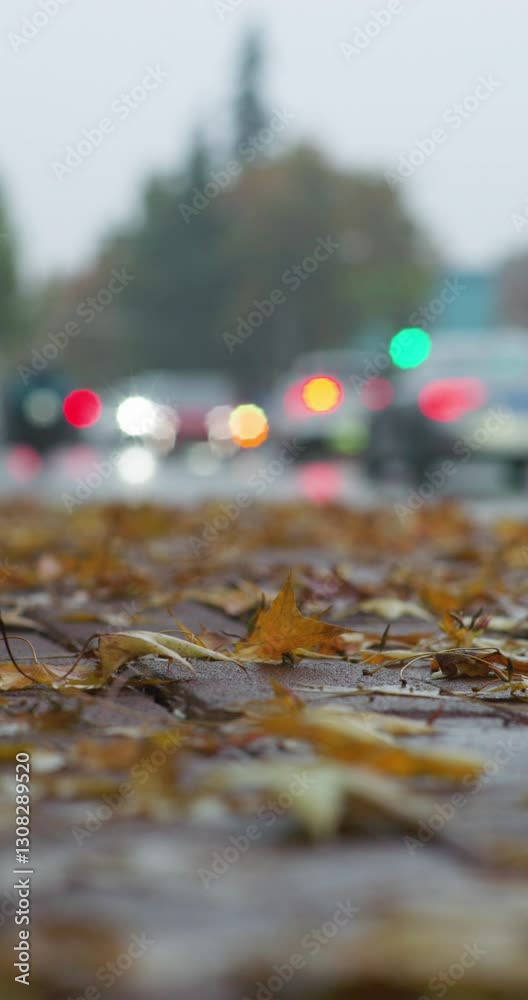 Maple leaves covered with rain on a rainy day in late autumn Maple leaves covered with rain on a rainy day in late autumn