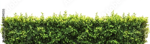 Wallpaper Mural Lush Green Hedge with Bright Foliage Creating Natural Privacy and Beauty in Landscape Design : Generative AI Torontodigital.ca