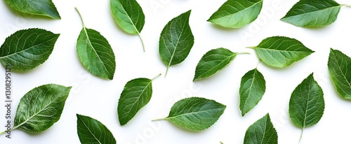 Arrangement of Green Leaves on White Background for Nature Inspired Designs : Generative AI