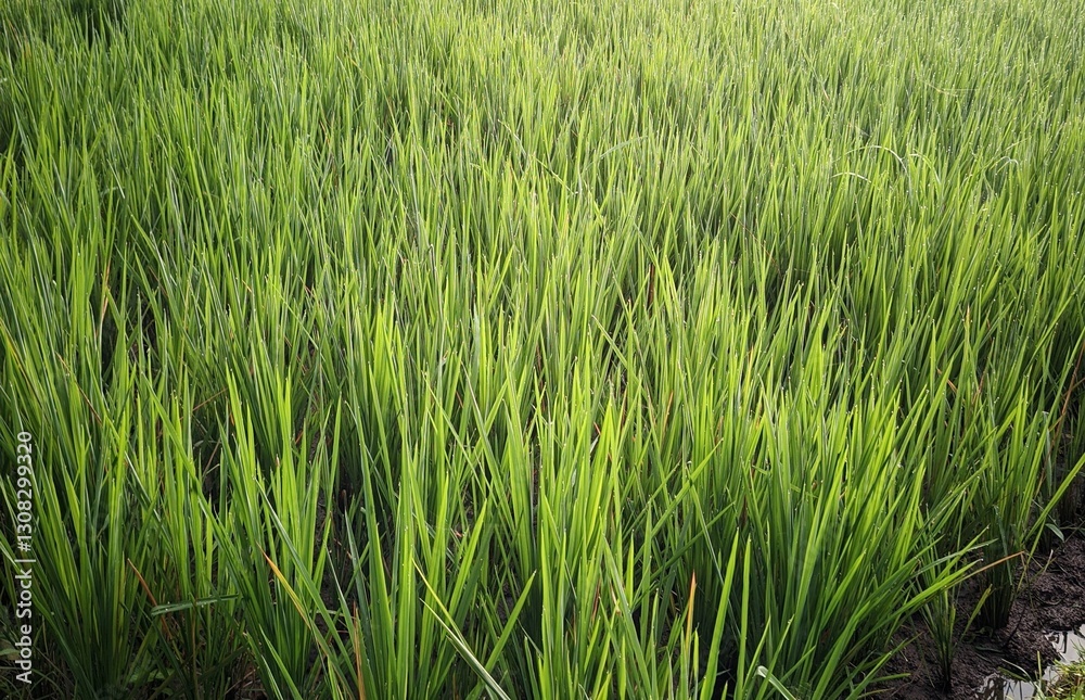 Fototapeta premium rice plants in the rice field area