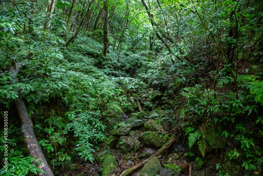 奄美大島　世界自然遺産の森　ヒカゲヘゴ・シダ・スダジィの森