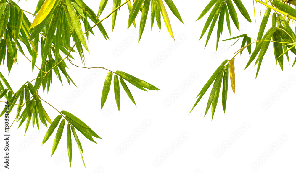 Naklejka premium A close up of a green bamboo tree branch