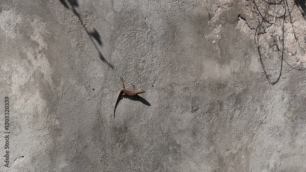 Le gecko immobile – maître du camouflage !