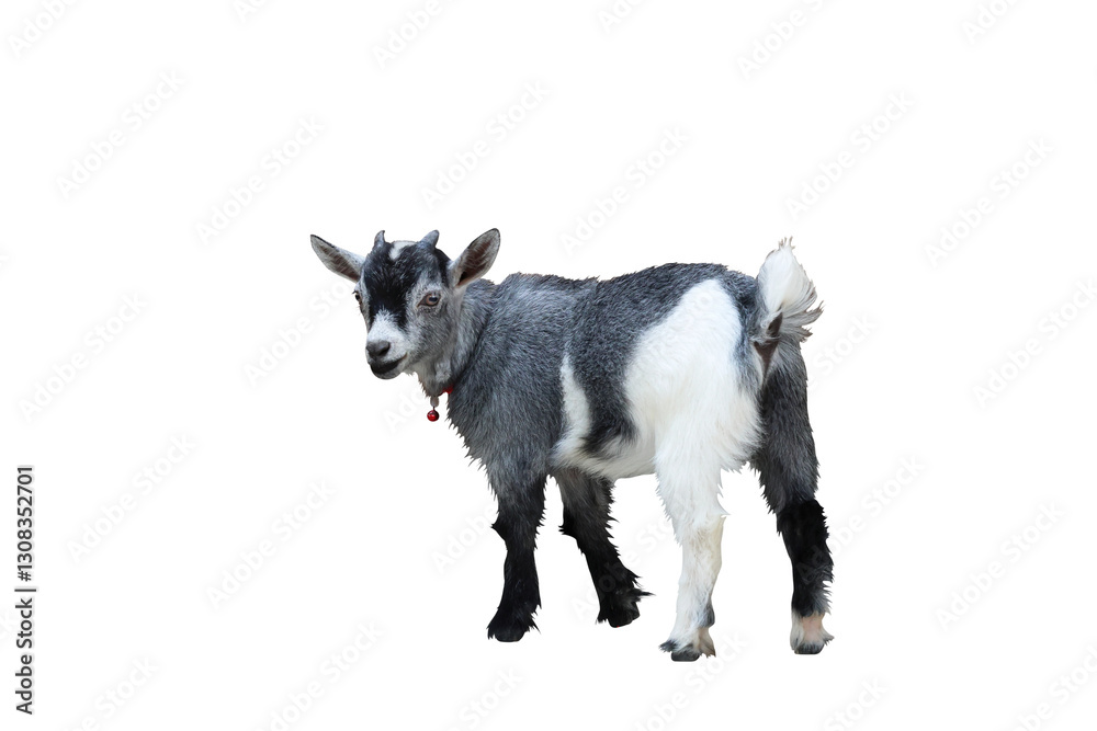 Pygmy goat isolated on transparent background png file Pygmy goat isolated on transparent background png file