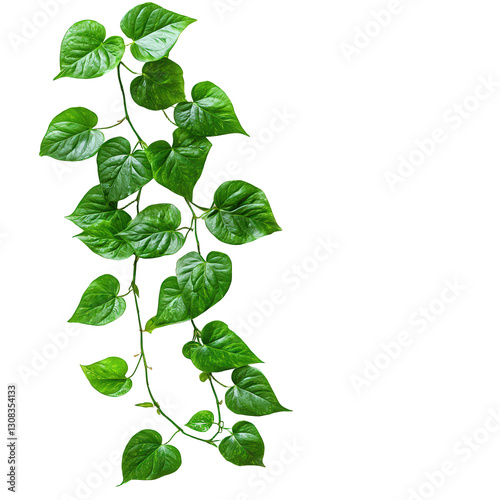 Golden Pothos Vine isolated on transparent background, png