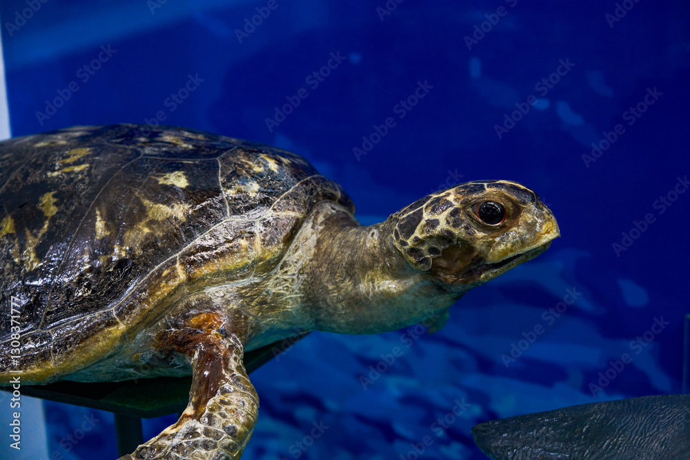 Obraz premium Close-up of a lifelike sea turtle specimen