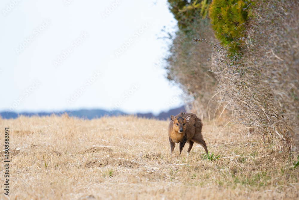 Fototapeta premium 野性のキョン