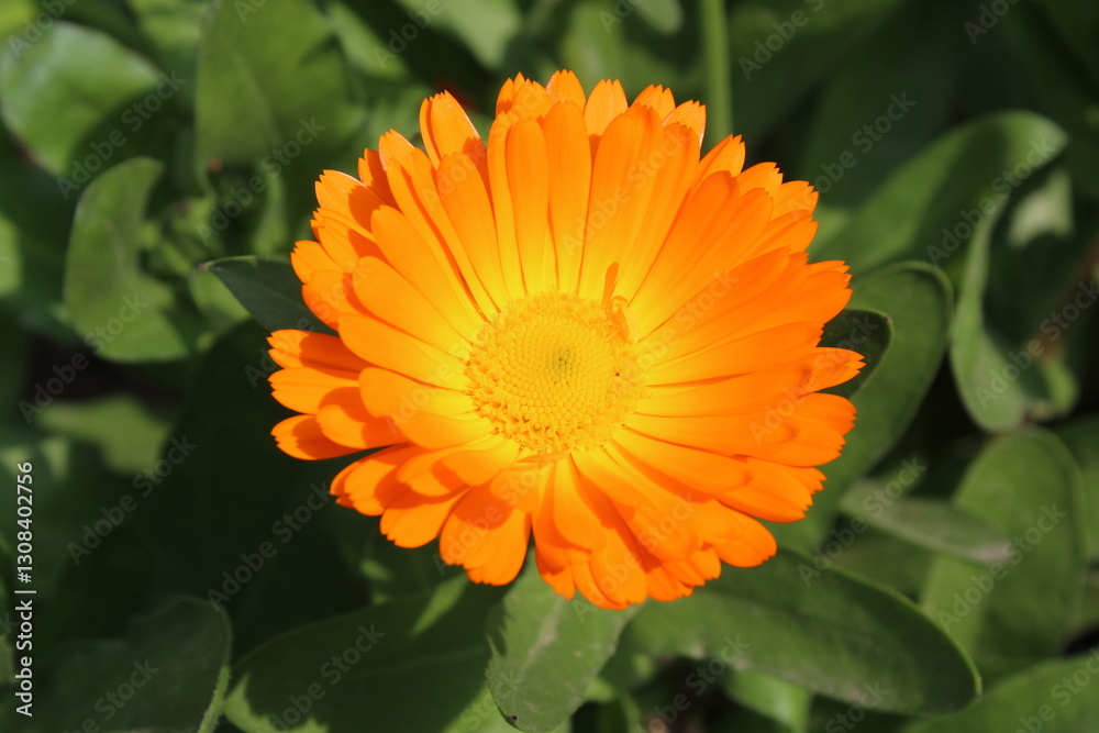 Ruddles, Calendula or Mary's gold beautiful yellow flowers Ruddles, Calendula or Mary's gold beautiful yellow flowers